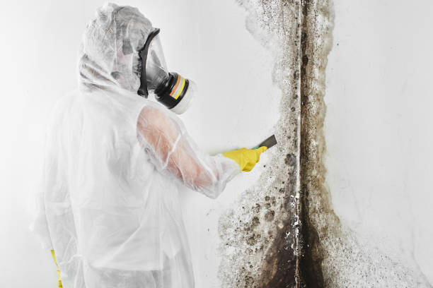 Best Black Mold Removal  in Ely, IA