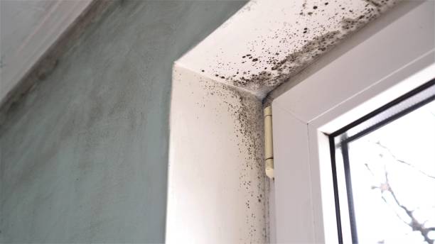Best Professional Mold Removal  in Ely, IA