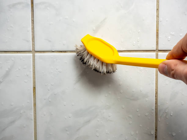 Best Black Mold Removal  in Ely, IA