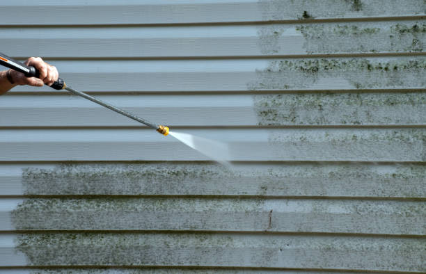 Mold Removal Process in Ely, IA