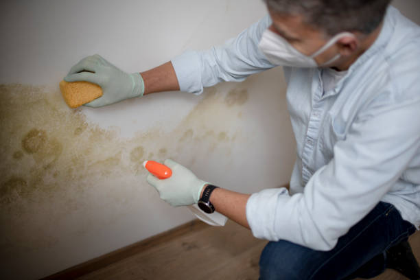 Professional Mold Removal in Ely, IA