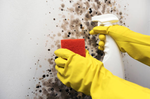 Home Mold Removal in Ely, IA