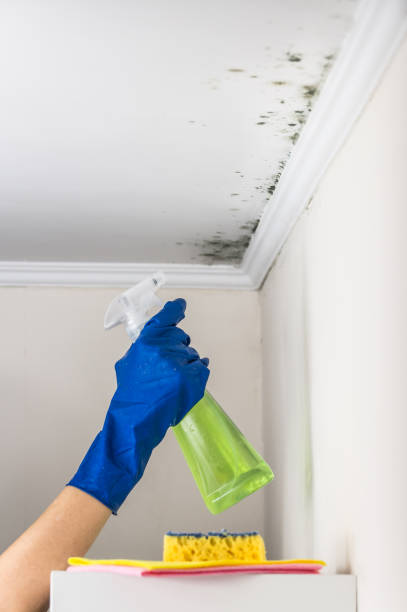 Best Mold Removal Process  in Ely, IA