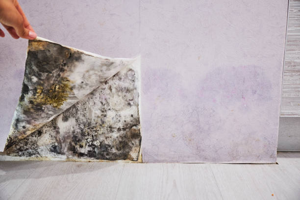 Best Emergency Mold Removal  in Ely, IA